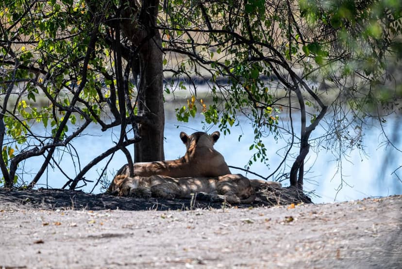 Hwange Full Day experience image from Victoria Falls