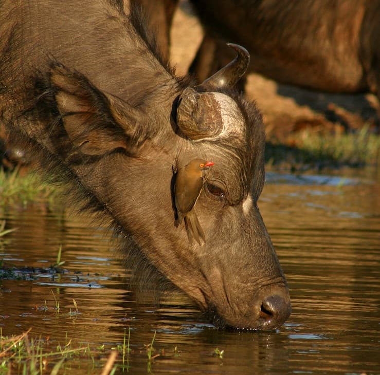 Game Drive Image from Victoria Falls Safari Lodge